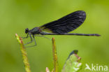 Koperen beekjuffer (Calopteryx haemorrhoidalis)