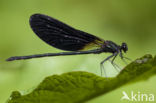Mediterranean Demoiselle (Calopteryx haemorrhoidalis)