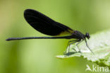 Mediterranean Demoiselle (Calopteryx haemorrhoidalis)