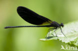 Koperen beekjuffer (Calopteryx haemorrhoidalis)