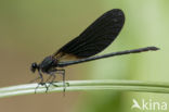 Koperen beekjuffer (Calopteryx haemorrhoidalis)