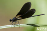 Mediterranean Demoiselle (Calopteryx haemorrhoidalis)