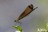 Koperen beekjuffer (Calopteryx haemorrhoidalis)