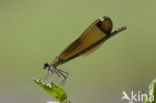 Mediterranean Demoiselle (Calopteryx haemorrhoidalis)