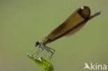 Mediterranean Demoiselle (Calopteryx haemorrhoidalis)