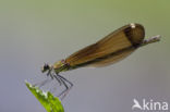 Mediterranean Demoiselle (Calopteryx haemorrhoidalis)