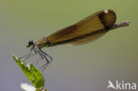 Koperen beekjuffer (Calopteryx haemorrhoidalis)