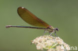 Koperen beekjuffer (Calopteryx haemorrhoidalis)