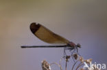 Koperen beekjuffer (Calopteryx haemorrhoidalis)