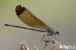 Koperen beekjuffer (Calopteryx haemorrhoidalis)