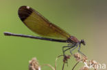 Koperen beekjuffer (Calopteryx haemorrhoidalis)