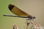 Koperen beekjuffer (Calopteryx haemorrhoidalis)