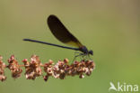 Mediterranean Demoiselle (Calopteryx haemorrhoidalis)