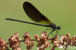 Mediterranean Demoiselle (Calopteryx haemorrhoidalis)