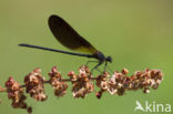 Mediterranean Demoiselle (Calopteryx haemorrhoidalis)