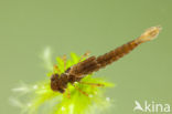 Koraaljuffer (Ceriagrion tenellum)