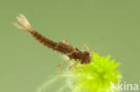 Small Red Damselfly (Ceriagrion tenellum)