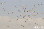 Fieldfare (Turdus pilaris)