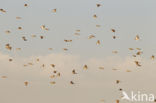 Fieldfare (Turdus pilaris)