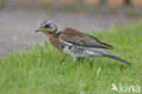 Fieldfare (Turdus pilaris)