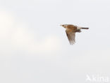 Kramsvogel (Turdus pilaris)