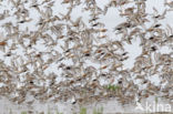 Curlew Sandpiper (Calidris ferruginea)