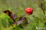 Kruipbraam (Rubus chamaemorus)