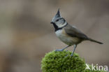 Kuifmees (Parus cristatus)