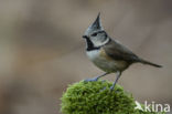 Kuifmees (Parus cristatus)