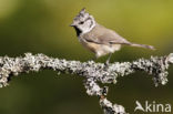 Kuifmees (Parus cristatus)