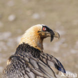 Lammergier (Gypaetus barbatus)