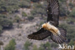 Lammergier (Gypaetus barbatus)