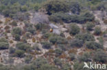 Lammergier (Gypaetus barbatus)