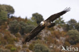 Lammergier (Gypaetus barbatus)