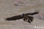 Vulture