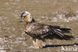 Lammergier (Gypaetus barbatus)