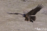 Vulture