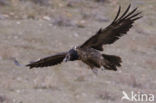 Vulture