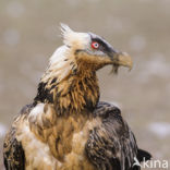 Vulture