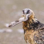 Lammergier (Gypaetus barbatus)