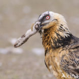 Lammergier (Gypaetus barbatus)