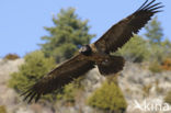 Vulture