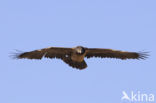 Vulture