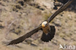 Lammergier (Gypaetus barbatus)