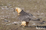 Lammergier (Gypaetus barbatus)