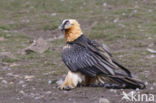 Vulture