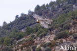 Lammergier (Gypaetus barbatus)