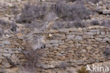 Lammergier (Gypaetus barbatus)