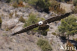 Lammergier (Gypaetus barbatus)