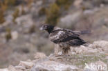 Lammergier (Gypaetus barbatus)